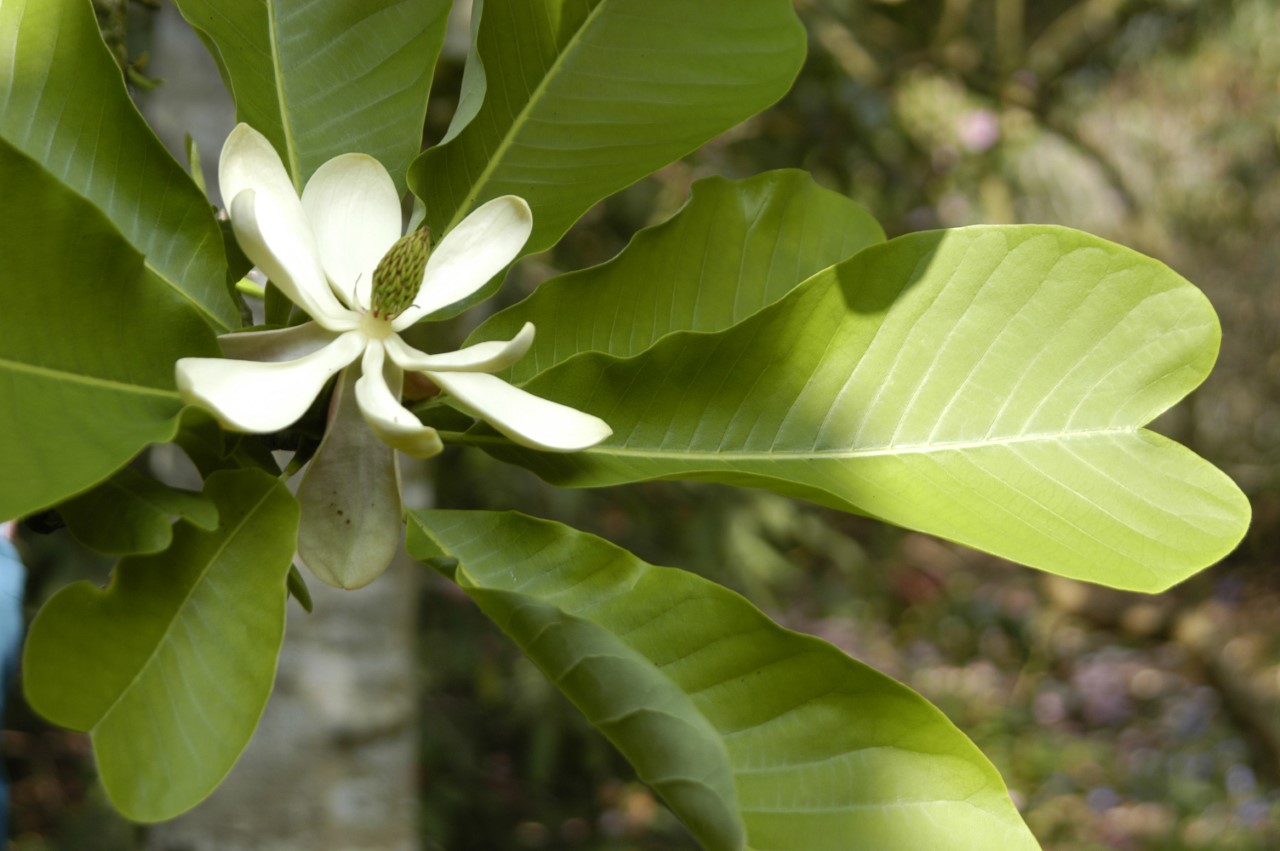 magnolia officinalis var biloba